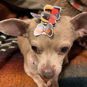 Meet your Posher, Katy